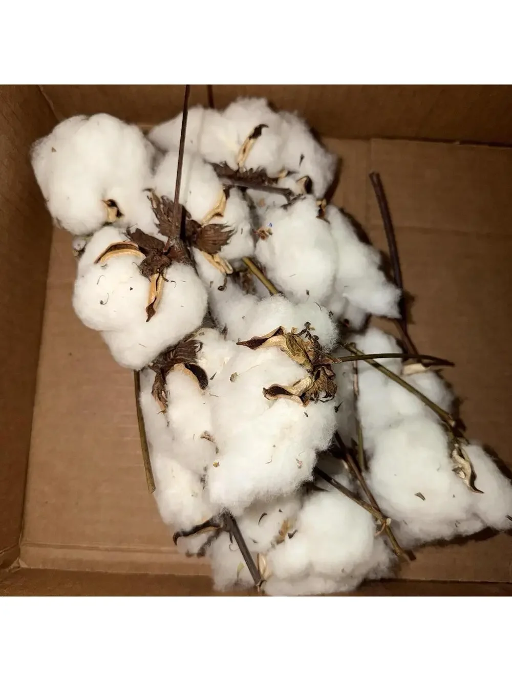 Cotton Stems, Natural Cotton Balls Cool House Decor Lot